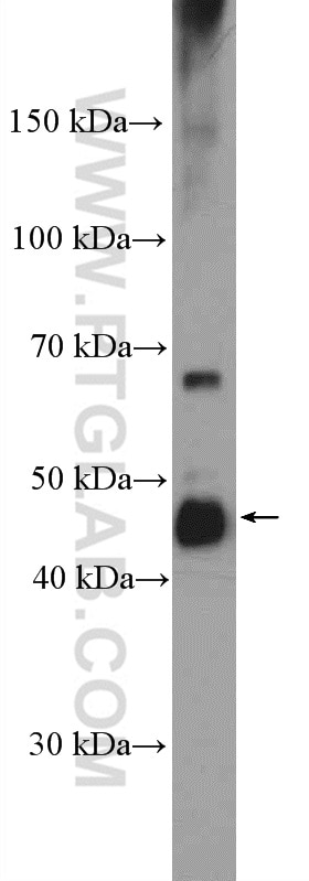Western Blot (WB) analysis of HeLa cells using RBMS1 Polyclonal antibody (11061-2-AP)
