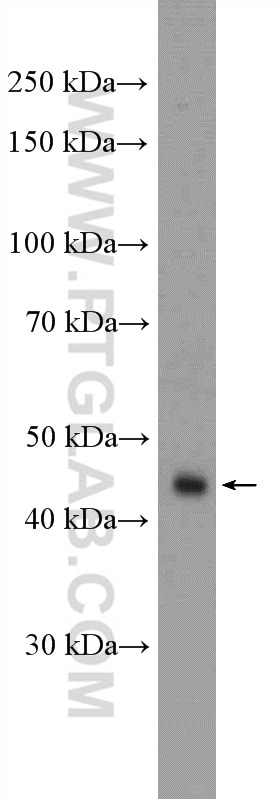 Western Blot (WB) analysis of HeLa cells using RBMS1 Polyclonal antibody (11061-2-AP)