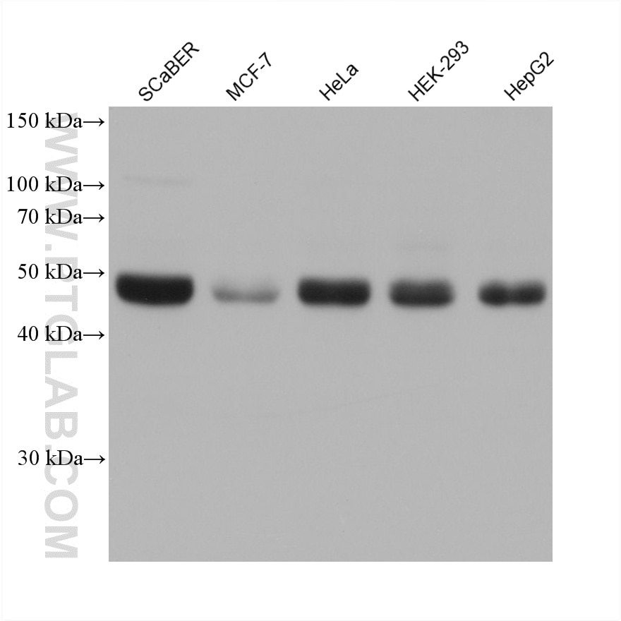 Western Blot (WB) analysis of various lysates using RBMS1 Monoclonal antibody (68950-5-Ig)