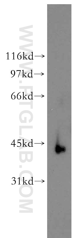 Western Blot (WB) analysis of mouse skin tissue using RBMS2 Polyclonal antibody (13166-1-AP)