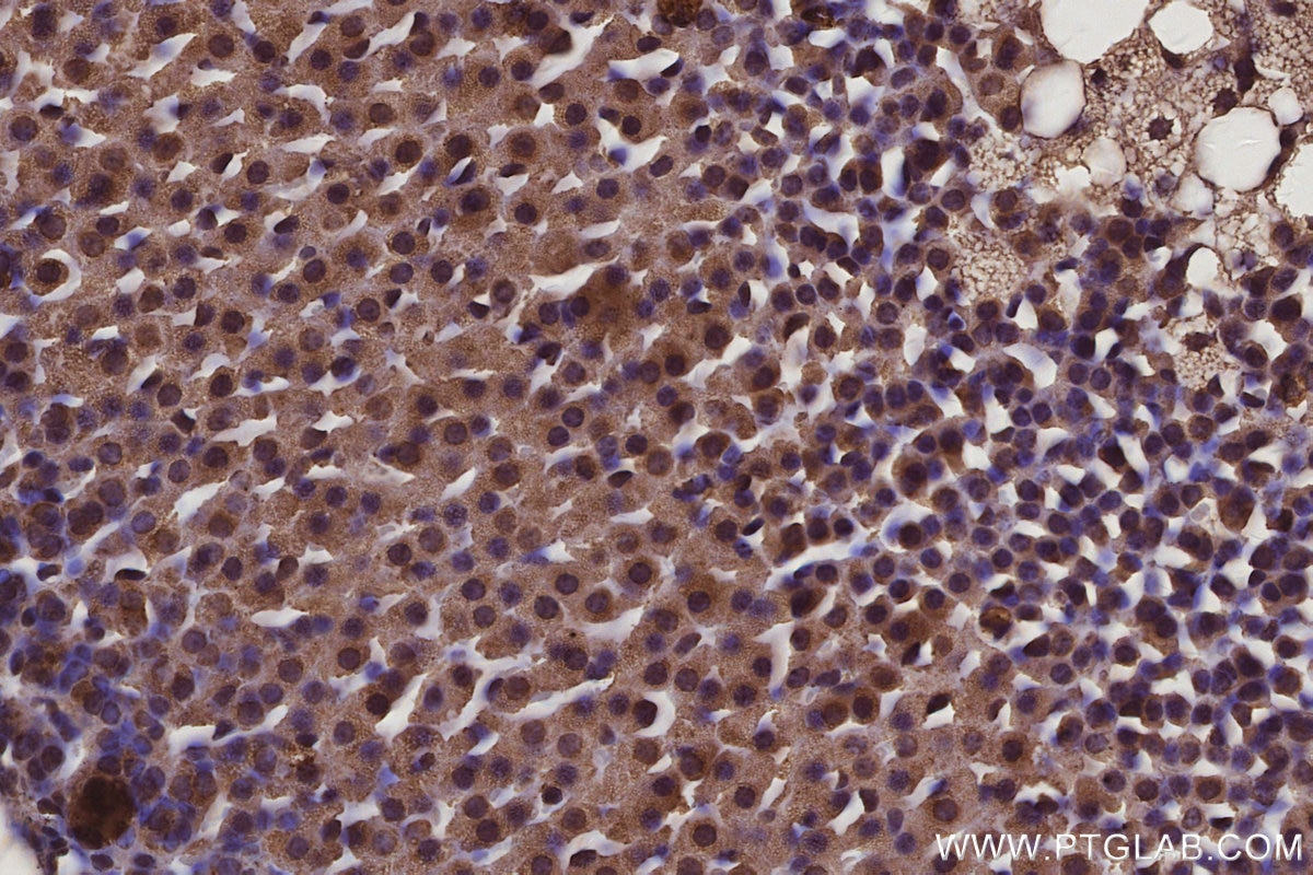 IHC staining of mouse adrenal gland using 67395-1-Ig Immunohistochemistry (IHC) staining of mouse adrenal gland tissue using RBMS2 Monoclonal antibody (67395-1-Ig)