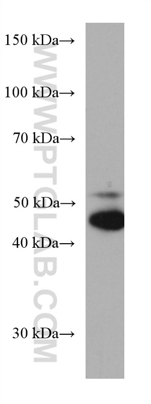 Western Blot (WB) analysis of U2OS cells using RBMS2 Monoclonal antibody (67395-1-Ig)