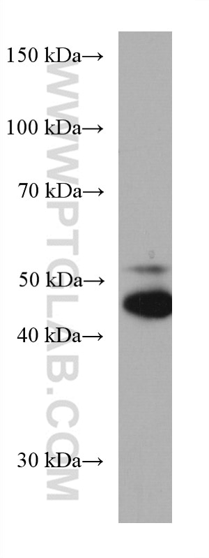 WB analysis of U2OS using 67395-1-Ig