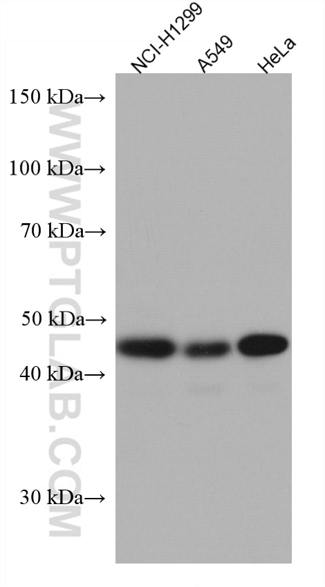 Western Blot (WB) analysis of various lysates using RBMS2 Monoclonal antibody (67395-1-Ig)