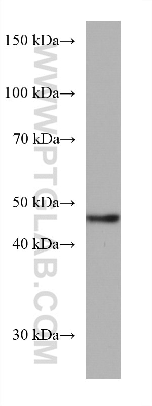 Western Blot (WB) analysis of LNCaP cells using RBMS2 Monoclonal antibody (67395-1-Ig)