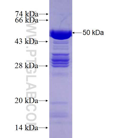 RBMS2 fusion protein Ag27721 SDS-PAGE