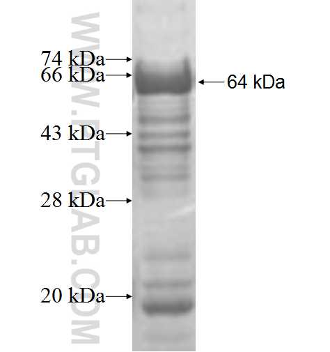 RBMS2 fusion protein Ag3818 SDS-PAGE