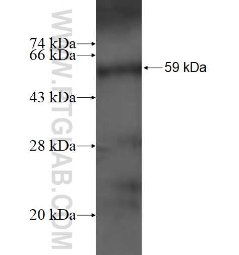 RBMX fusion protein Ag1659 SDS-PAGE