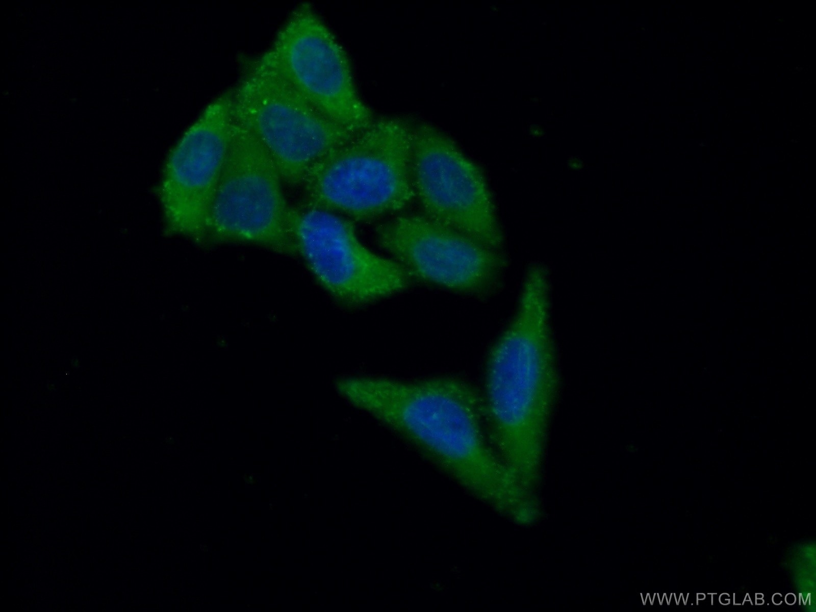 Immunofluorescence (IF) / fluorescent staining of HepG2 cells using RBMX2 Polyclonal antibody (17994-1-AP)