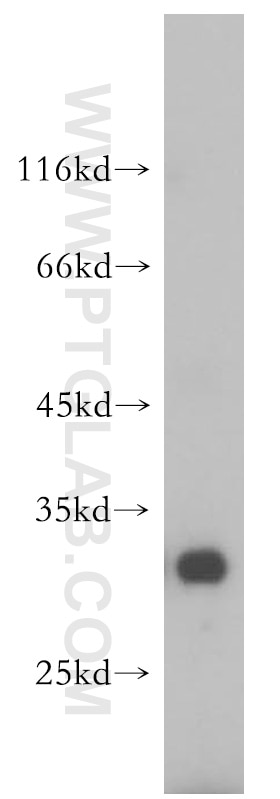 Western Blot (WB) analysis of HepG2 cells using RBMX2 Polyclonal antibody (17994-1-AP)