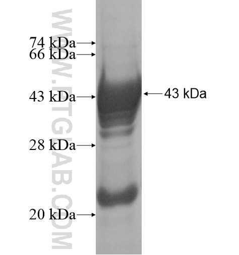 RBMX2 fusion protein Ag12439 SDS-PAGE