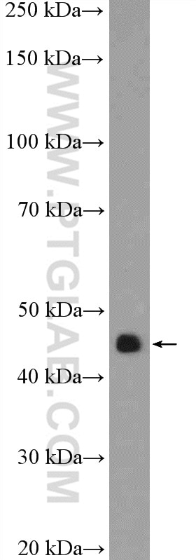 Western Blot (WB) analysis of NCCIT cells using RBMY1A1 Polyclonal antibody (14239-1-AP)