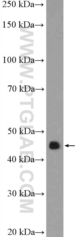 Western Blot (WB) analysis of NCCIT cells using RBMY1A1 Polyclonal antibody (14239-1-AP)