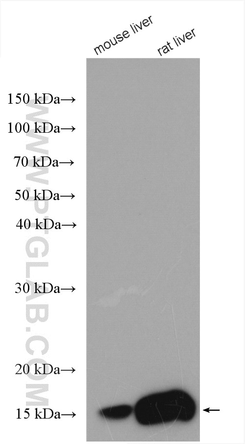 Western Blot (WB) analysis of various lysates using RBP1 Polyclonal antibody (22683-1-AP)