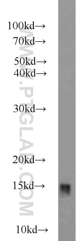 WB analysis of HEK-293 using 22683-1-AP