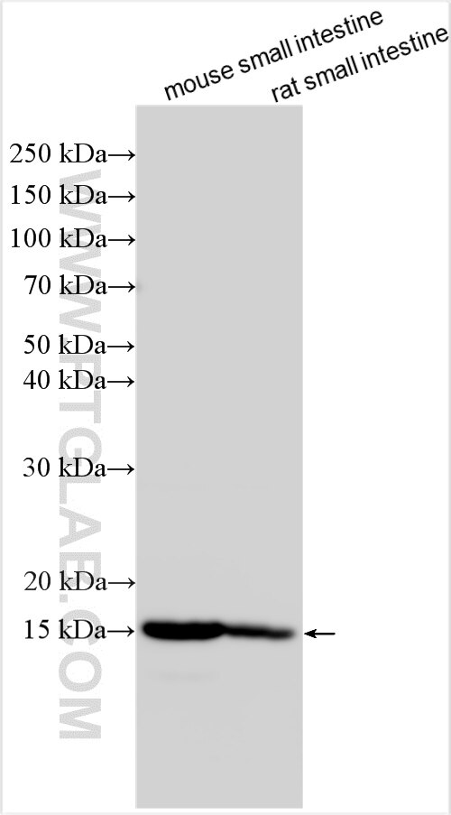 Western Blot (WB) analysis of various lysates using RBP2 Polyclonal antibody (31527-1-AP)