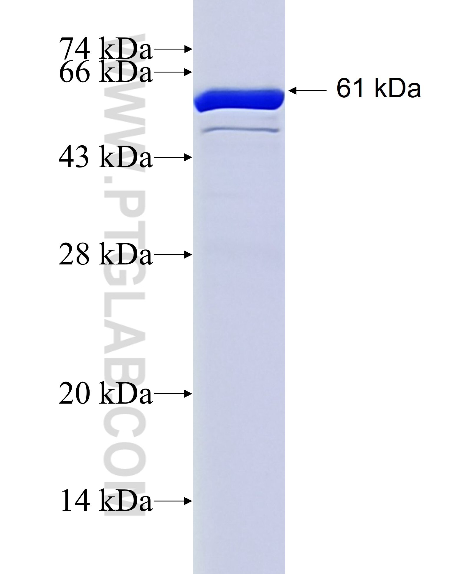 RBP3 fusion protein Ag5699 SDS-PAGE