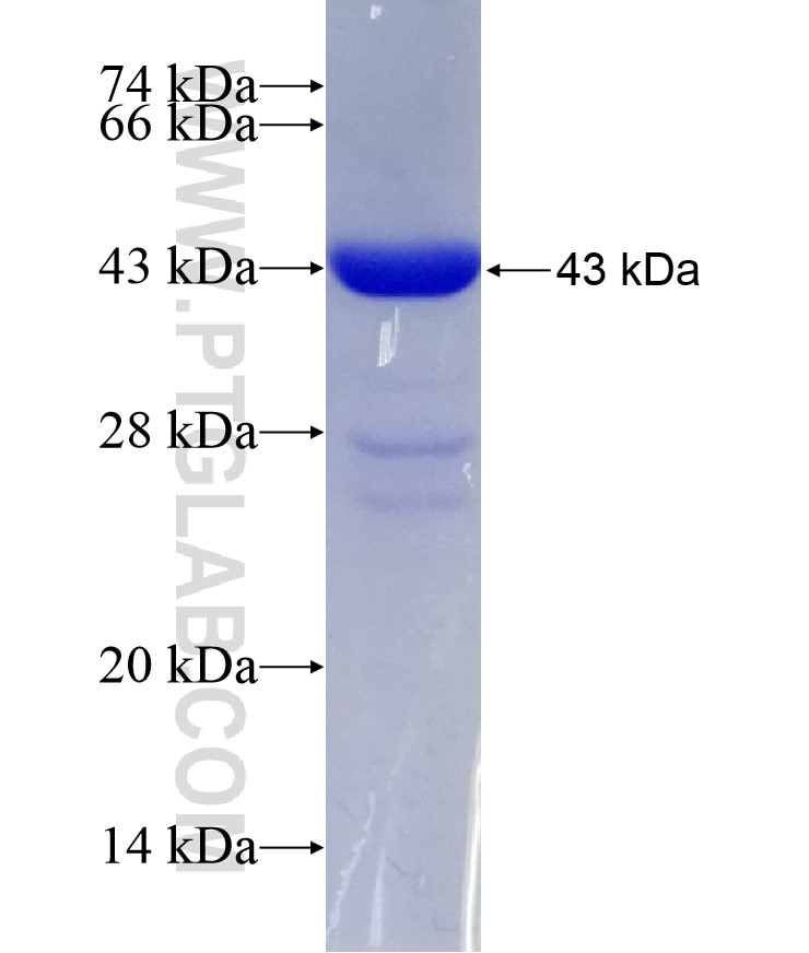 RBP3 fusion protein Ag6182 SDS-PAGE