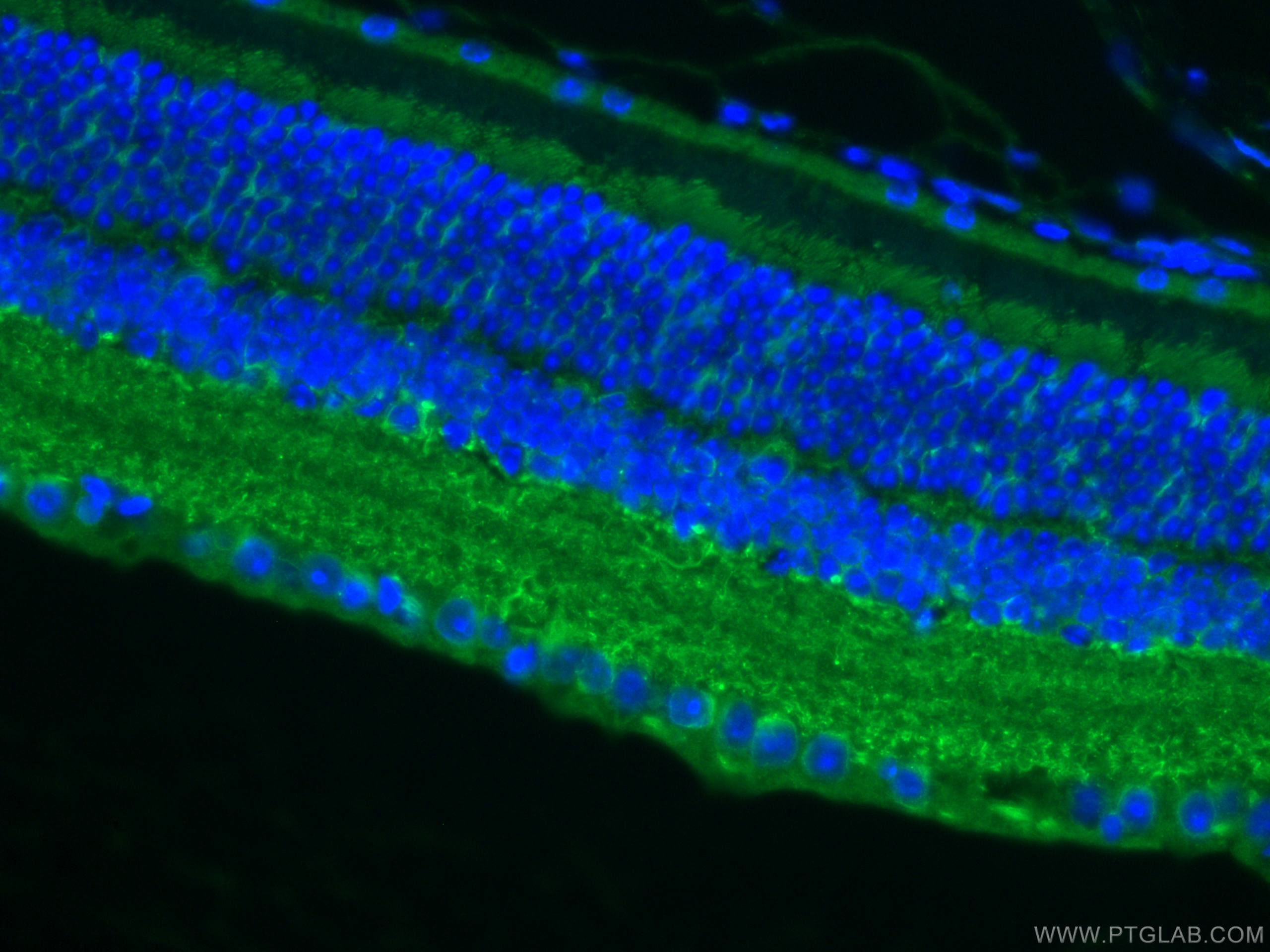 Immunofluorescence (IF) / fluorescent staining of mouse eye tissue using RBP4 Polyclonal antibody (11774-1-AP)