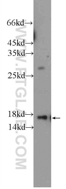 Western Blot (WB) analysis of rat liver tissue using RBP4 Polyclonal antibody (11774-1-AP)