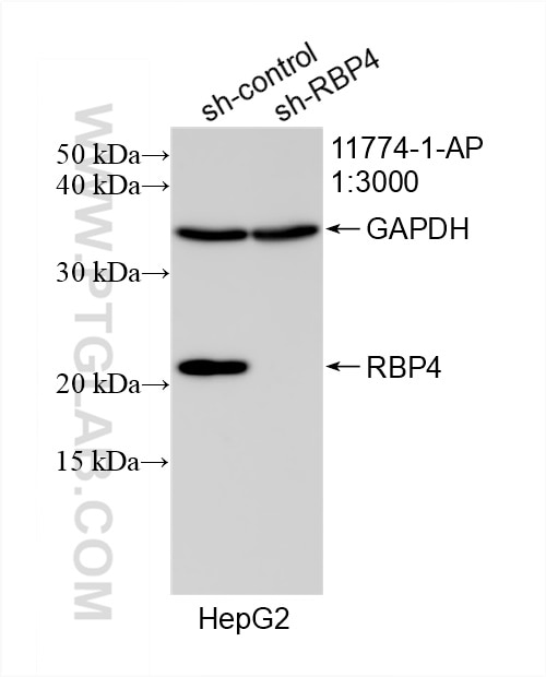 Western Blot (WB) analysis of HepG2 cells using RBP4 Polyclonal antibody (11774-1-AP)