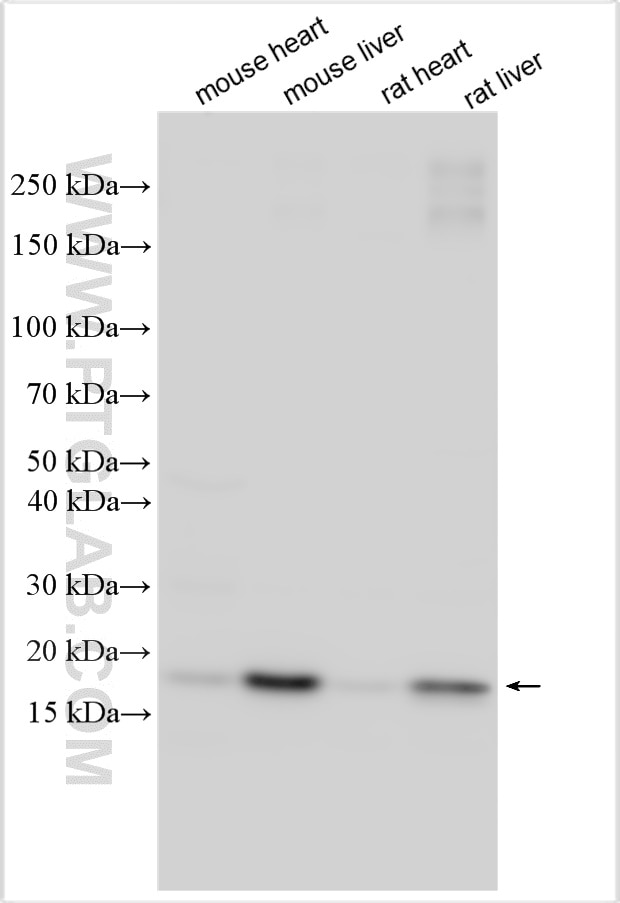 Western Blot (WB) analysis of various lysates using RBP4 Polyclonal antibody (32392-1-AP)