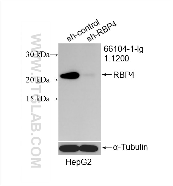 Western Blot (WB) analysis of HepG2 cells using RBP4 Monoclonal antibody (66104-1-Ig)