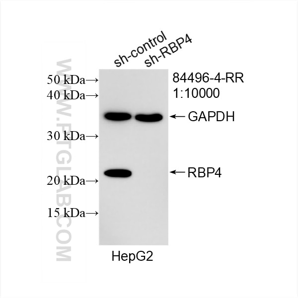 Western Blot (WB) analysis of HepG2 cells using RBP4 Recombinant antibody (84496-4-RR)