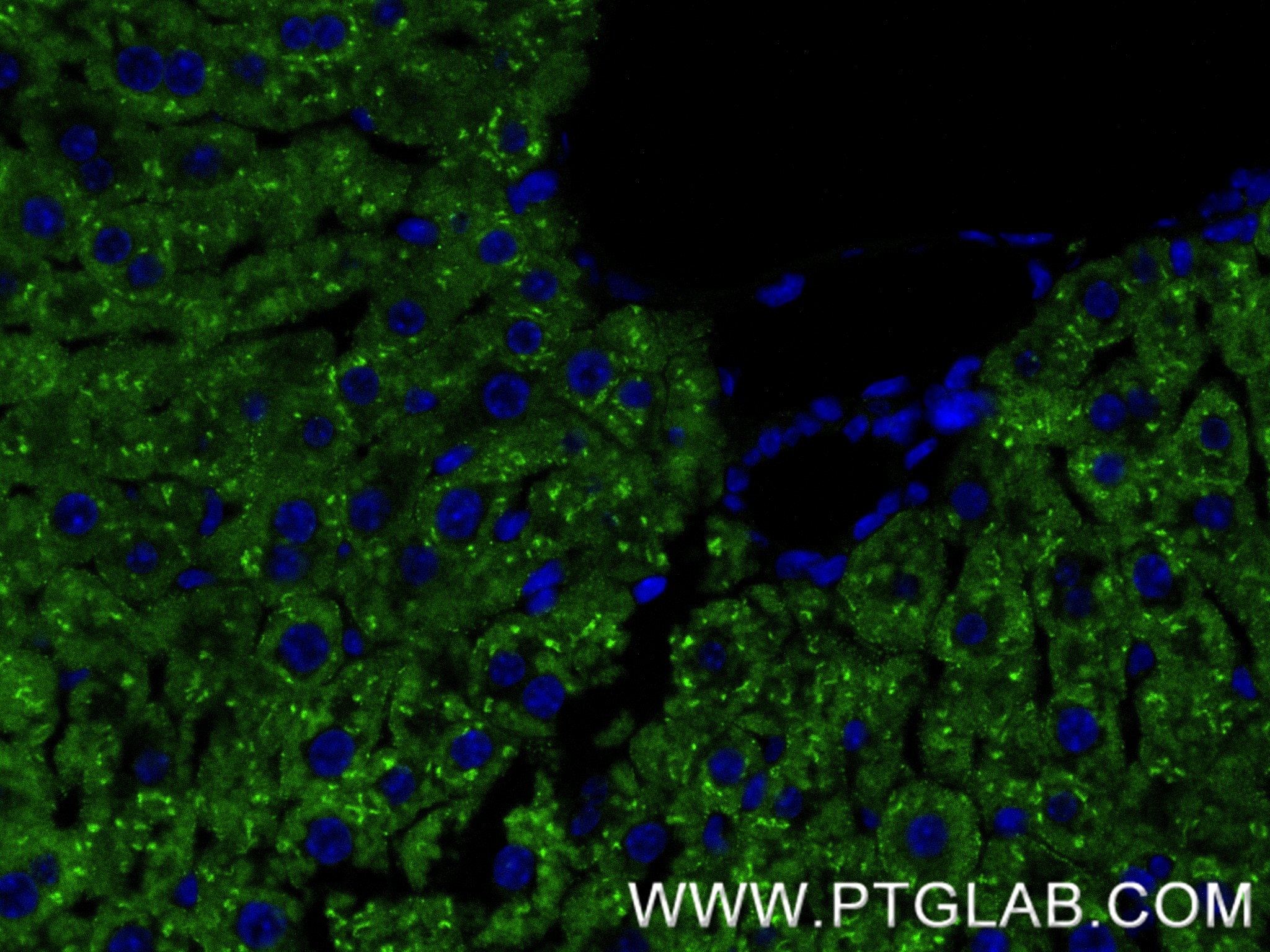 Immunofluorescence (IF) / fluorescent staining of mouse liver tissue using RBP4 Recombinant antibody (84503-4-RR)
