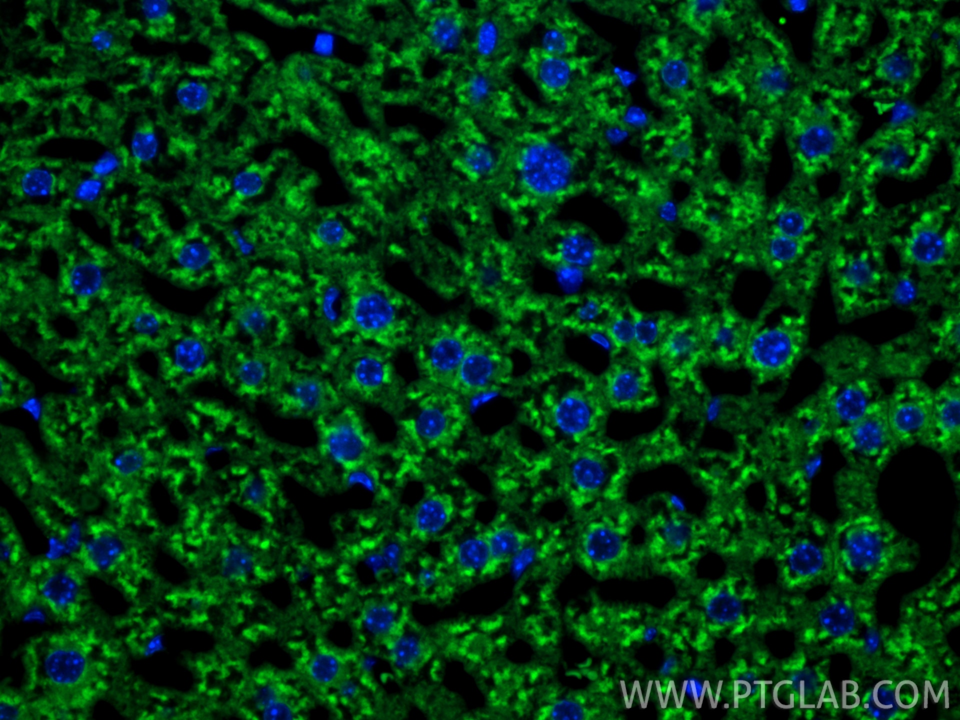 Immunofluorescent analysis of (4% PFA) fixed paraffin-embedded mouse liver tissue using CoraLite® Plus 488 RBP4 antibody (CL488-84503-4, Clone: 242040D6 ) at dilution of 1:200. Heat mediated antigen retrieval with Tris-EDTA buffer (pH 9.0). Immunofluorescence (IF) / fluorescent staining of mouse liver tissue using CoraLite® Plus 488-conjugated RBP4 Recombinant mon (CL488-84503-4)