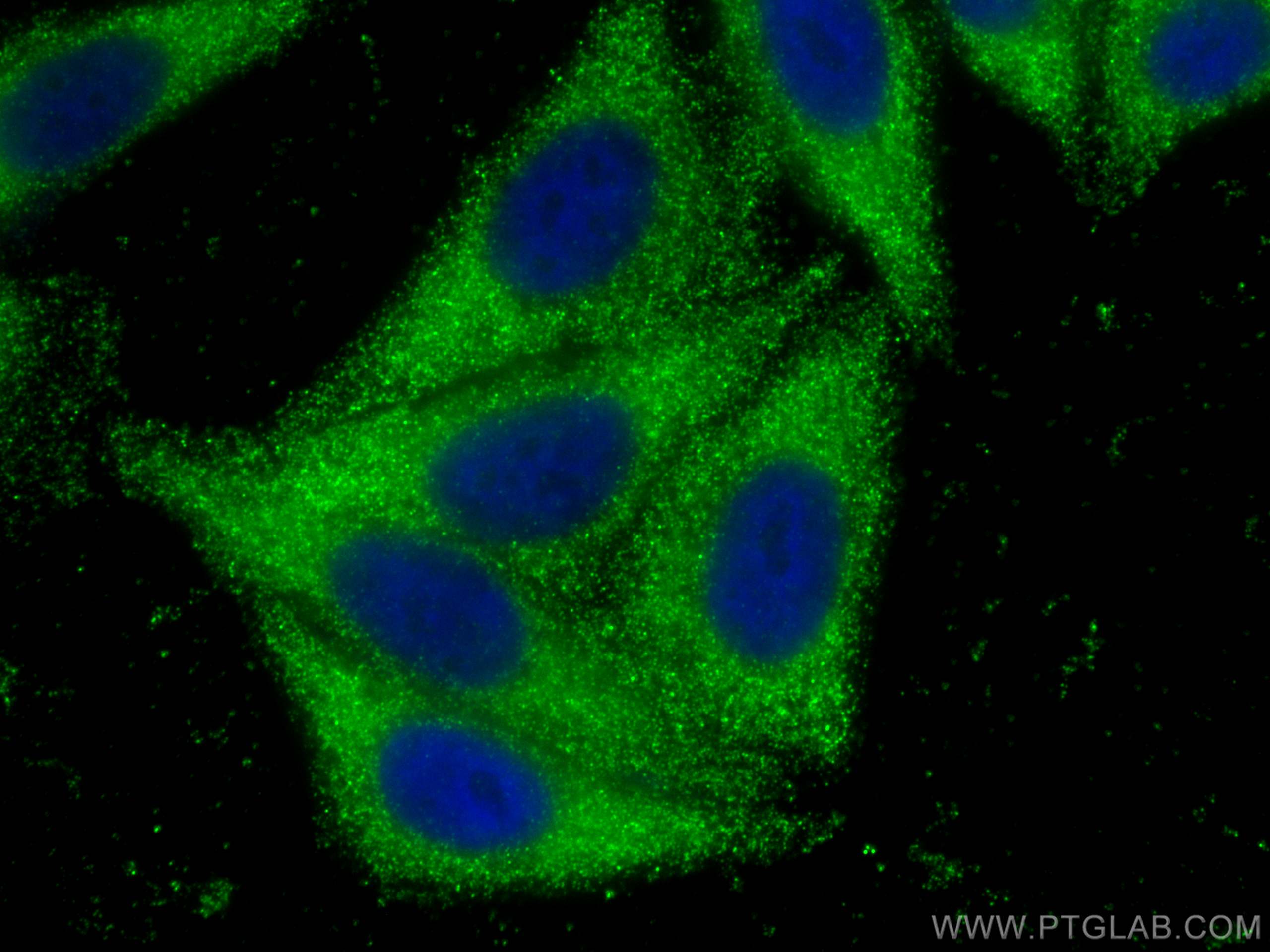 Immunofluorescence (IF) / fluorescent staining of HepG2 cells using RBP5 Monoclonal antibody (68126-1-Ig)