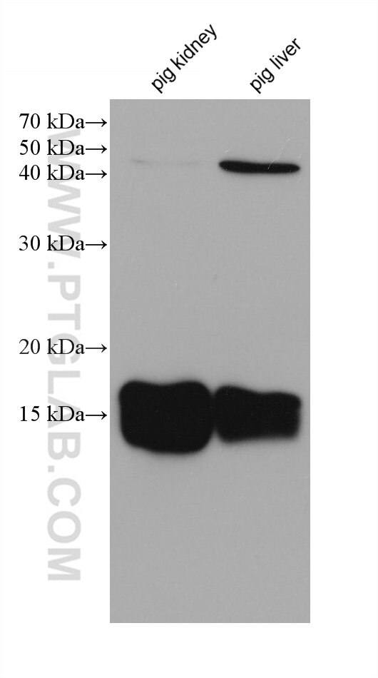 Western Blot (WB) analysis of various lysates using RBP5 Monoclonal antibody (68126-1-Ig)