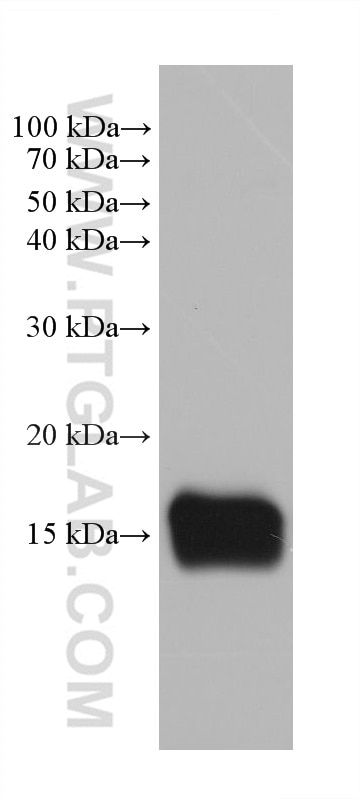 Western Blot (WB) analysis of pig kidney tissue using RBP5 Monoclonal antibody (68126-1-Ig)