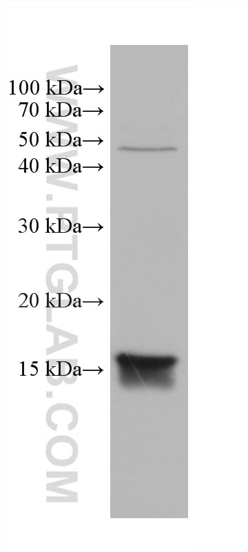 Western Blot (WB) analysis of pig liver tissue using RBP5 Monoclonal antibody (68126-1-Ig)