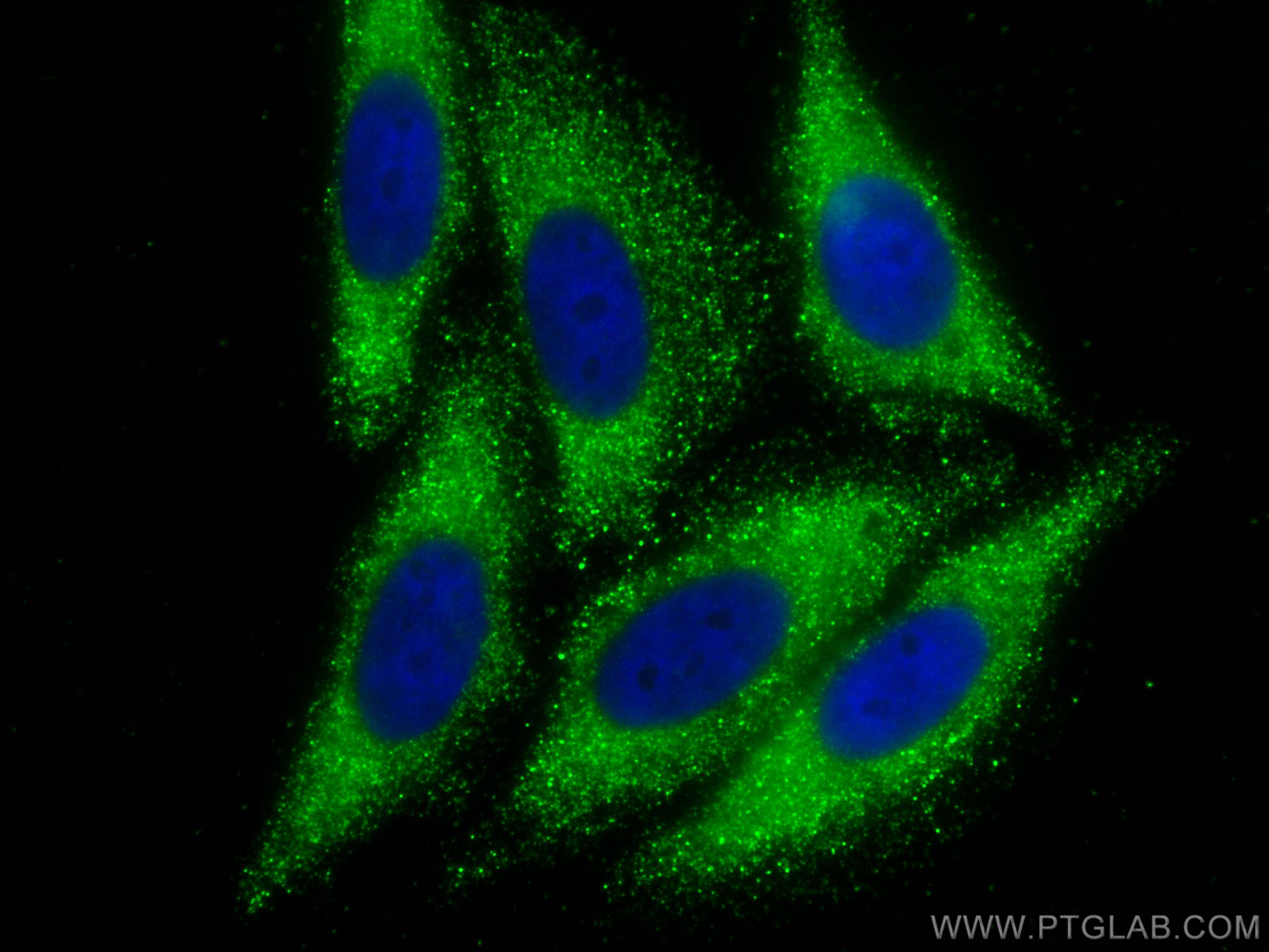 Immunofluorescence (IF) / fluorescent staining of HepG2 cells using CoraLite® Plus 488-conjugated RBP5 Monoclonal anti (CL488-68126)