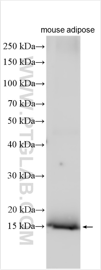 WB analysis of mouse adipose using 14541-1-AP