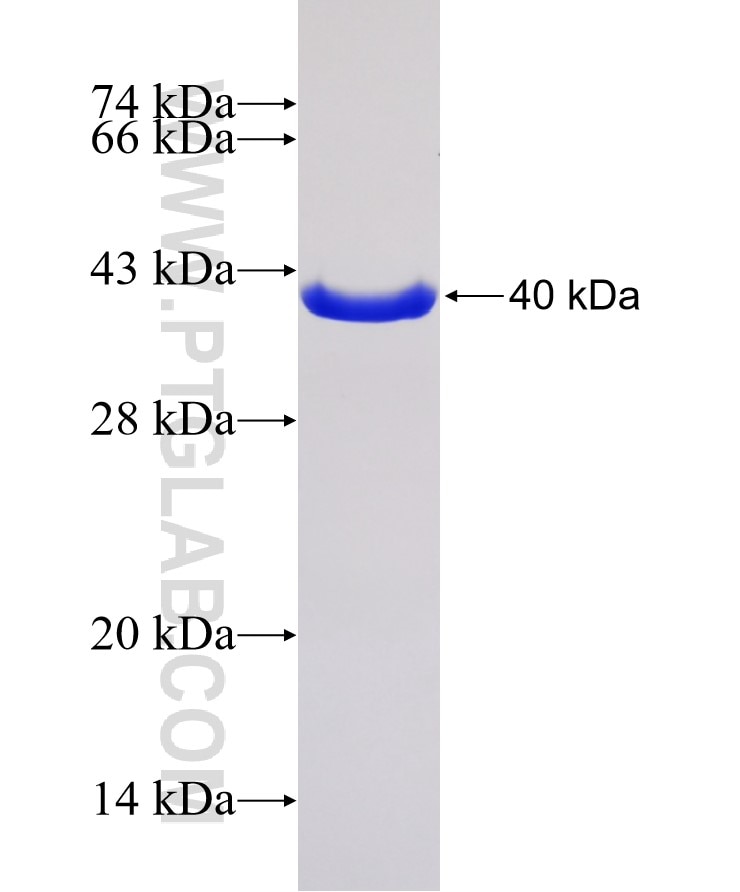 RBP7 fusion protein Ag6045 SDS-PAGE