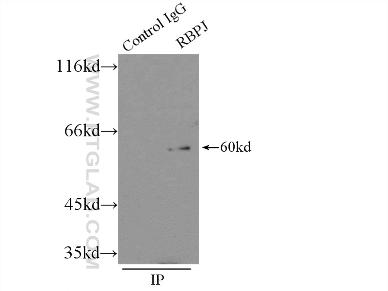 Immunoprecipitation (IP) experiment of HEK-293 cells using RBPJ Polyclonal antibody (14613-1-AP)