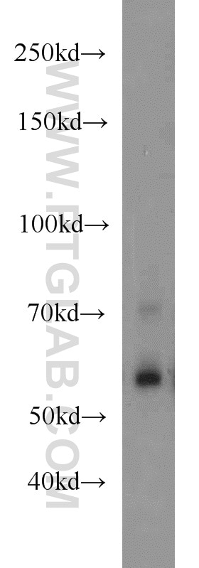 Western Blot (WB) analysis of HepG2 cells using RBPJ Polyclonal antibody (14613-1-AP)