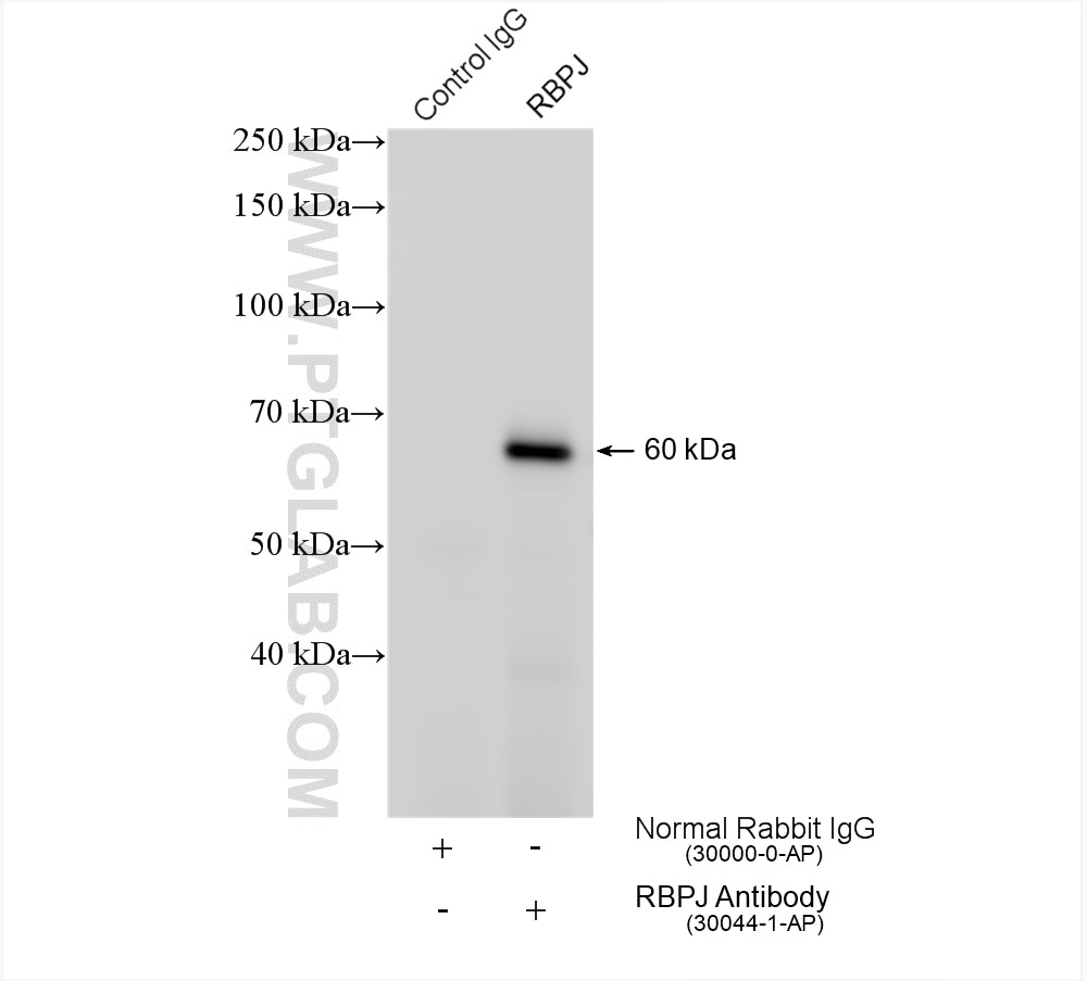 Immunoprecipitation (IP) experiment of HepG2 cells using RBPJ Polyclonal antibody (30044-1-AP)