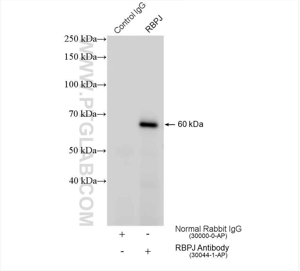 IP experiment of HepG2 using 30044-1-AP