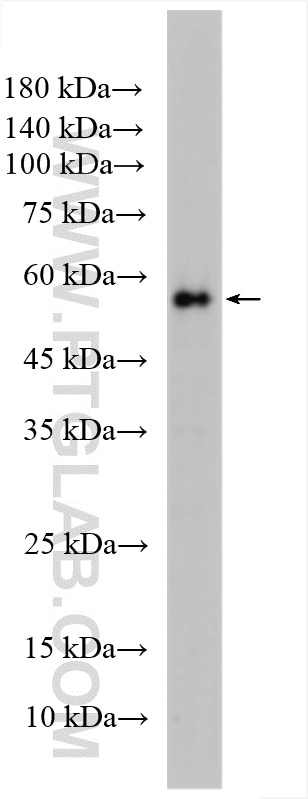 Western Blot (WB) analysis of HepG2 cells using RBPJ Polyclonal antibody (30044-1-AP)