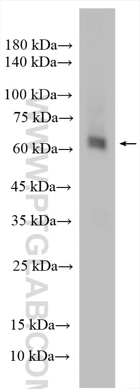 Western Blot (WB) analysis of NIH/3T3 cells using RBPJ Polyclonal antibody (30044-1-AP)
