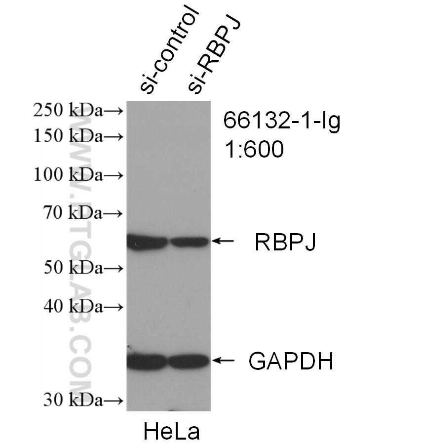 Western Blot (WB) analysis of HeLa cells using RBPJ Monoclonal antibody (66132-1-Ig)