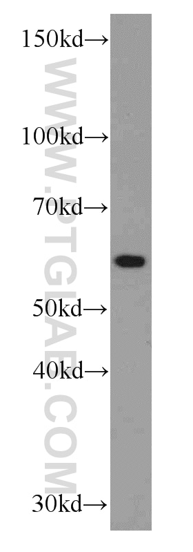 Western Blot (WB) analysis of HepG2 cells using RBPJ Monoclonal antibody (66132-1-Ig)