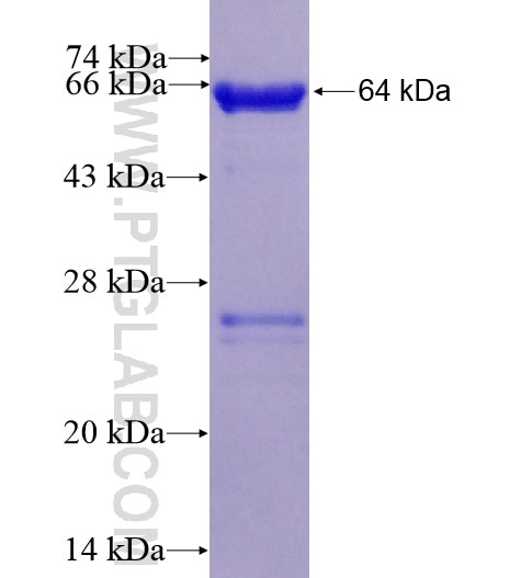 RBPJ fusion protein Ag6206 SDS-PAGE