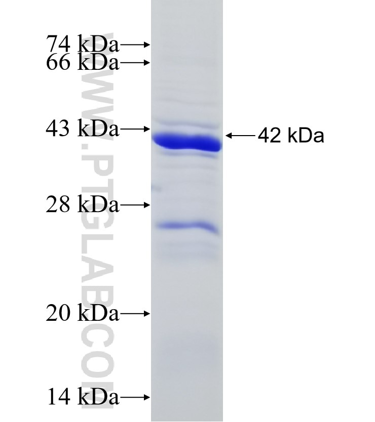 RBPJ fusion protein Ag6302 SDS-PAGE