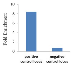 RBPJ antibody (mAb) tested by ChIP. Chromatin IP was performed using chromatin of an Epstein-Barr virus infected lymphoblastoid cell line ( 2 x 10^6 cell eqivalents per ChIP) and RBPJ antibody or the equivalent amount of IgG negative control. Real time, quantitative PCR (RT-qPCR) was performed on DNA purified from each of the ChIP reactions using primer pairs for a positive and negative control region. Data are presented as Fold Enrichment of the ChIP antibody signal versus the negative control IgG.