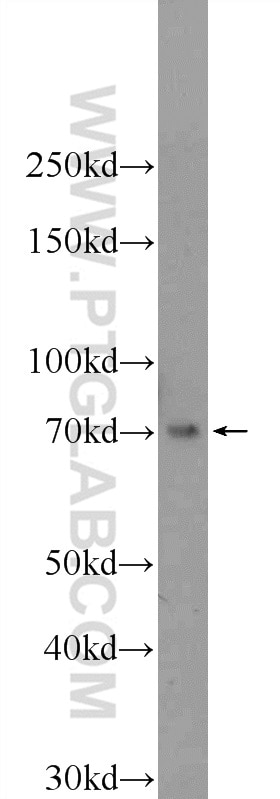 Western Blot (WB) analysis of Raji cells using RBPJL Polyclonal antibody (24664-1-AP)