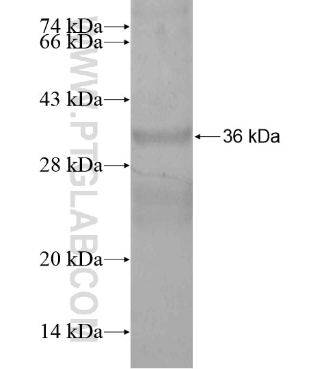 RBPJL fusion protein Ag20094 SDS-PAGE